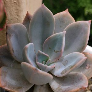 Blue Lotus Succulent Sedeveria