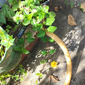 Yellow Flower Creeper