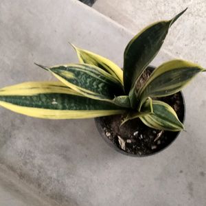 Indoor And Outdoor Plants