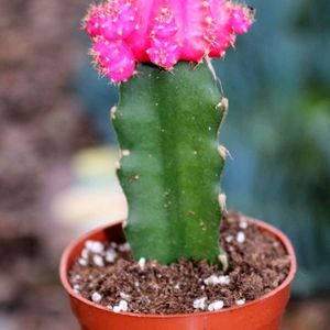 Moon Cactus Plant