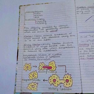 Biology & Physics Notes For Class 12th CBSE