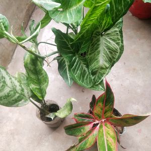 Combo Of 3 Indoor-outdoor Live  Plant