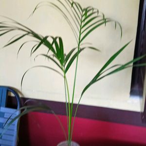 Areca Palm with Plastic Pot