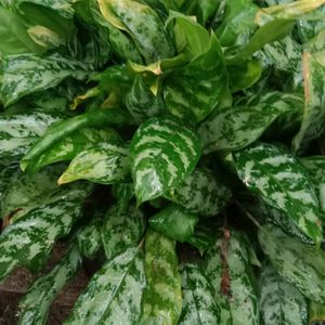 Aglaonema Plant