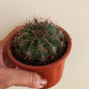 Cactus Plant With Brown Pot N Soil