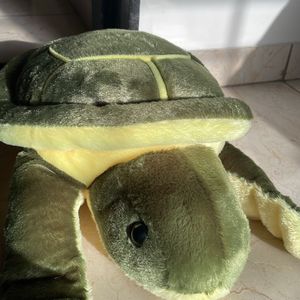 Cute Turtle