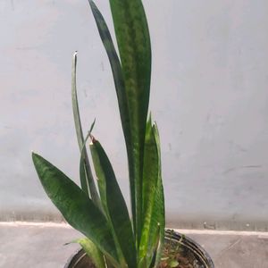 Snake Plant Sapling, Indoor Plants