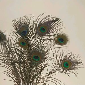 Wall Decorating With Peacock Feather