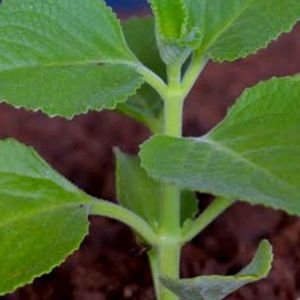 Ajwain Plant