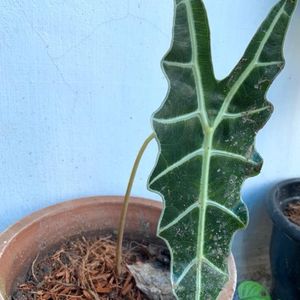 Alocasia Amazonica