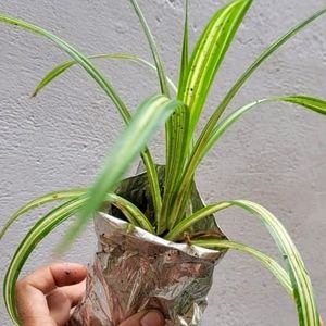 Pack 2 Turtle Vine & Pandanus veitchii Plant 🌵