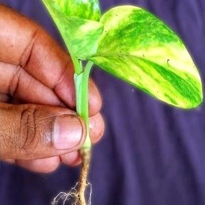 Decorative Money Plants