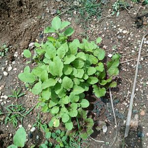 கத்தரிக்காய்/Brinjal நாற்று விற்பனைக்கு