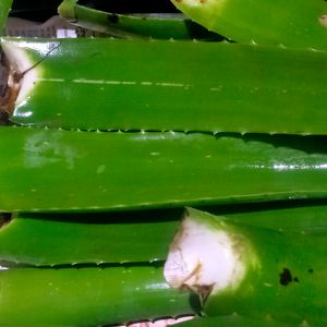 Fresh Organic Full Pulpy Aloevera Medicinal Leaf