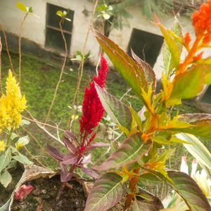 Combo Of 3 Celosia Pulmosa Forest Fire Cocks Comb