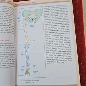 Human Osteology IB Singh