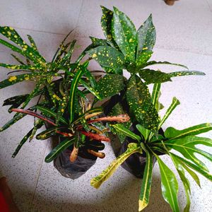 4 Varieties Of Croton Plant