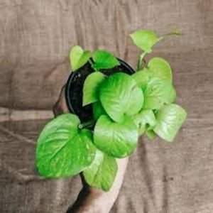 Huge plants moveout sale