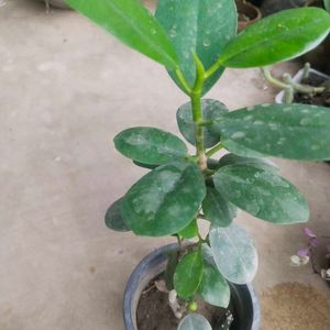 Ficus Plant Healthy With Root