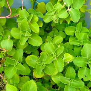 Ajwain Plant Cuttings