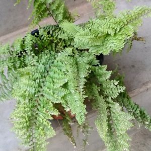 Air Purifying 2 Types Fern N Aralia Plant