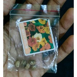 Summer Flower Seeds