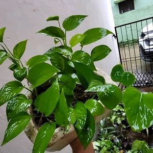 Evergreen Money Plant 🌱 & Pot