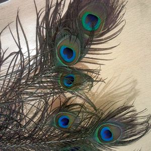 Peacock feathers