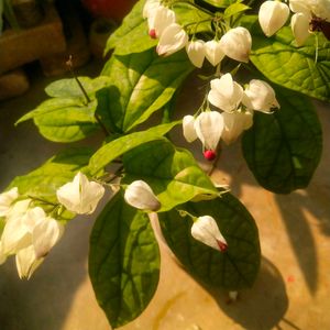 Brautiful Bleeding Heart Flower Plant With Root