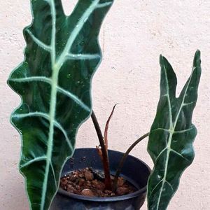 Same Alocasia Amazonica