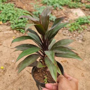 Dracaena