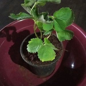 Strawberry Plant Live