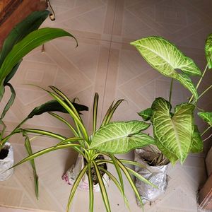 3 set Arrowhead&Green Pandanus veitchii &Syngonium