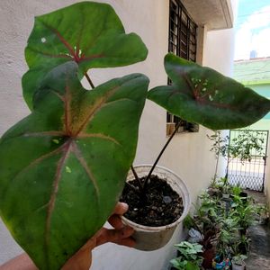 caladium Biclor Plant 🪴 & Pot