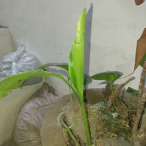 Haldi Plant with root