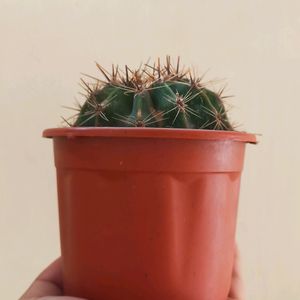 Cactus Plant With Brown Pot N Soil