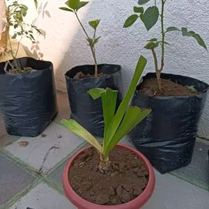 Classic Red Lily Flower Plant