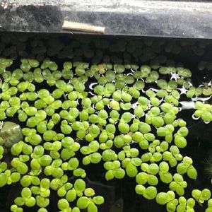 Duck Weed Aquarium Floating Live Plant