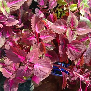 Coleus Plant