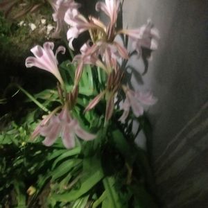 Beautiful Flower Bulb Double Color