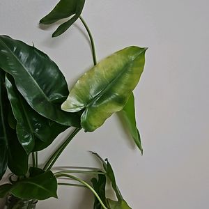 Philodendron Burl Maxx 3 Plants