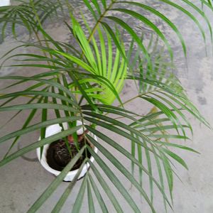 Areca Palm 450