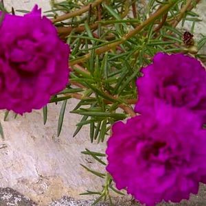 Portulaca grandiflora plant & Pot