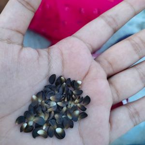 Yellow Rain Lily Seeds