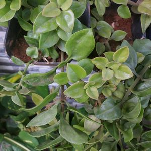 Baby Sun Rose Plant Cutting With Roots