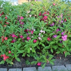 Balsam Live Plant (Pack Of 5 Multi Color)