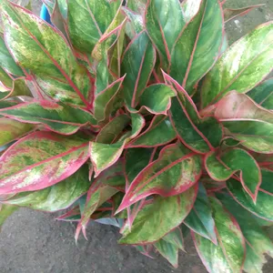 Aglaonema 3 Types Of Live Plant