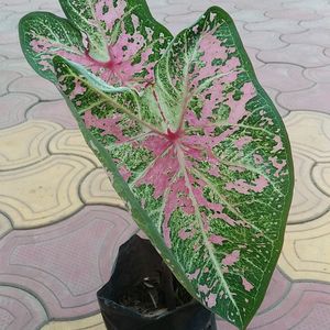 Caladium Pink Live Plant