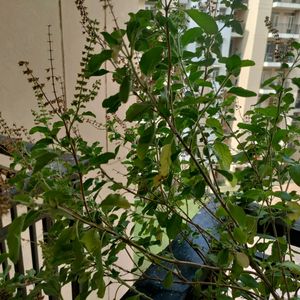 A Box Full Of Tulsi Seeds