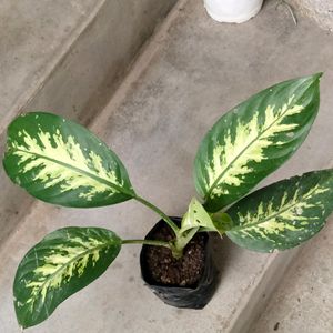 Indoor And Outdoor Plants